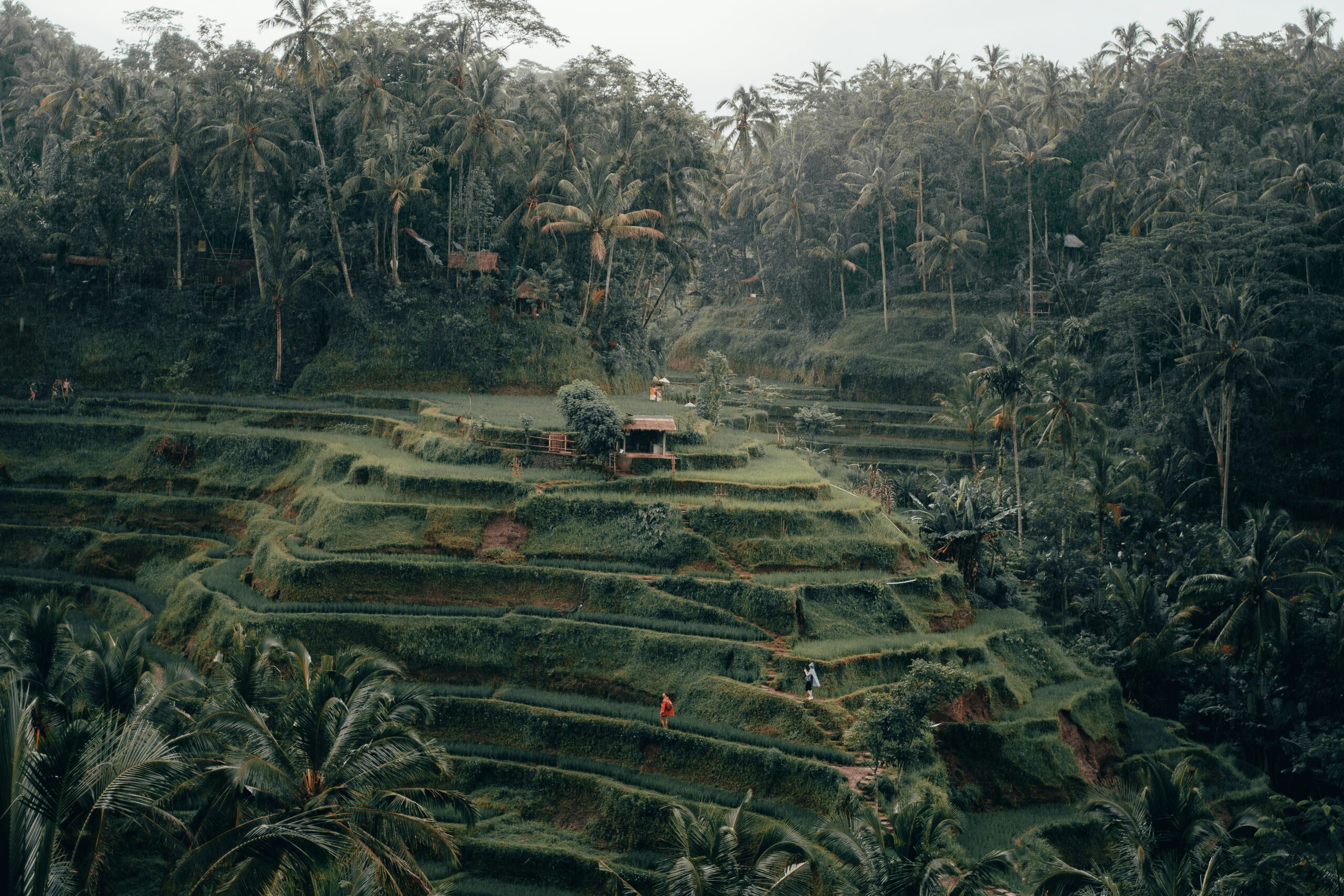 radoslav-bali-ca3d4FYDf84-unsplash